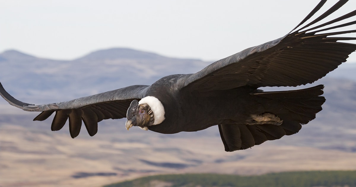 Monitoreo de biodiversidad