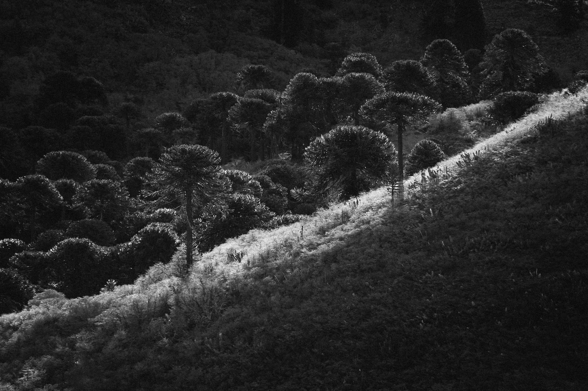 Conaf y FAO destacan desarrollo de proyecto Araucarias en la Reserva Huellas Lonquimay